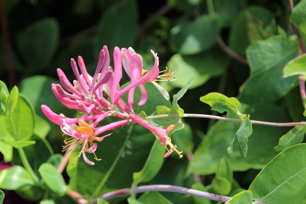 A Signature Honeysuckle Dusk Blend for the Diffuser