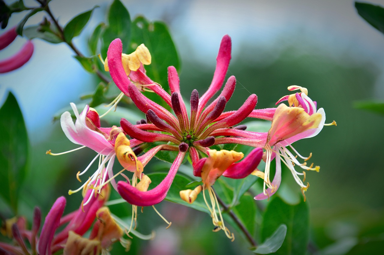 Case Study: Building a Honeysuckle Soliflore Perfume From Scratch